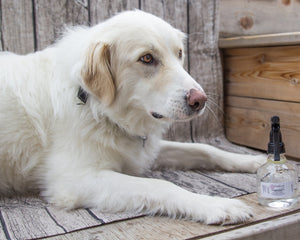 Buzz Off  Bug Repellent for Dogs
